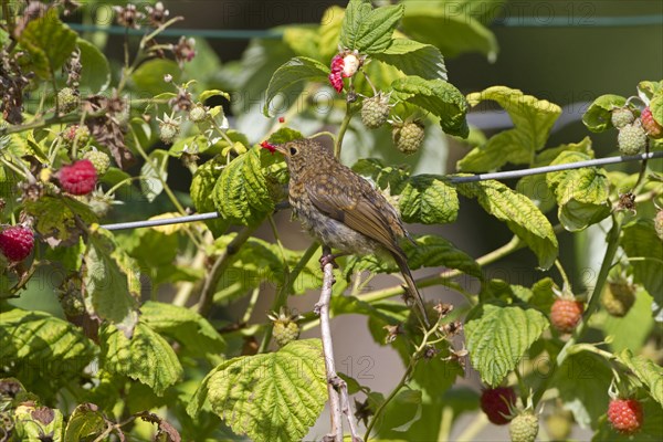 European Robin