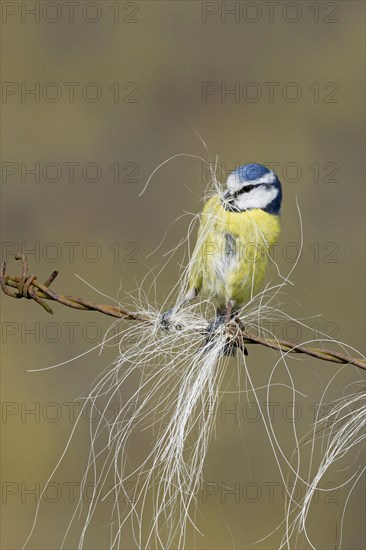 Blue Tit