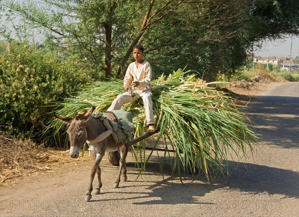 Sugar cane