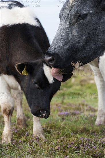 Domestic Cattle