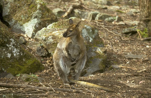 Red-necked Wallaby