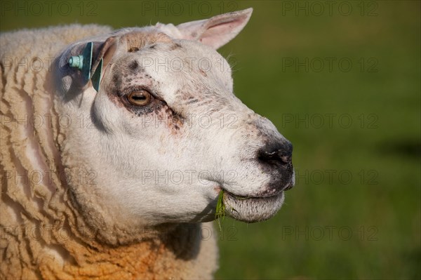 Domestic sheep