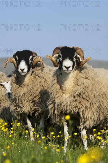 Domestic Sheep