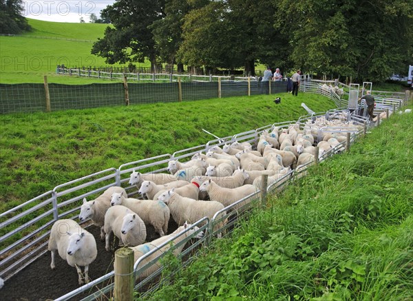 Sheep farm