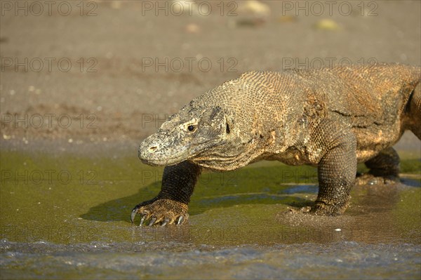 Komodo Dragon