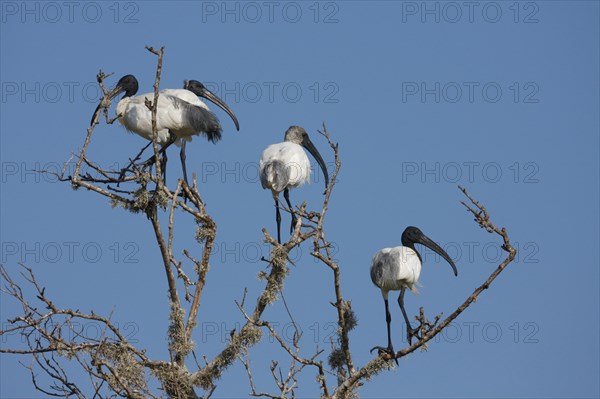 Black-headed ibis