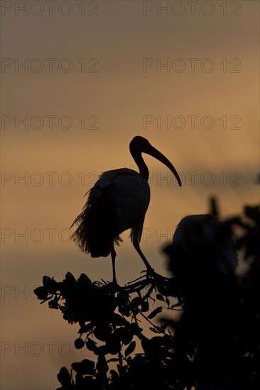 Sacred Ibis