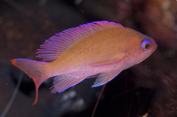 Flagfish