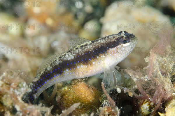 Striped Goby