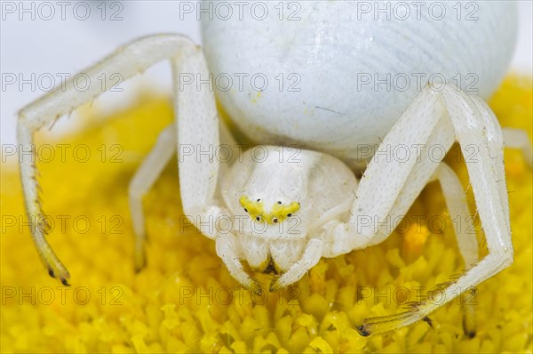 Goldenrod Crab Spider