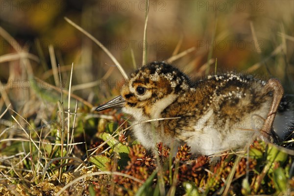 Purple Sandpiper