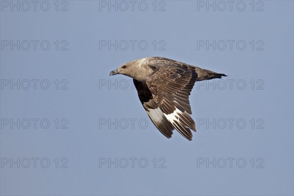 South Polar Skua