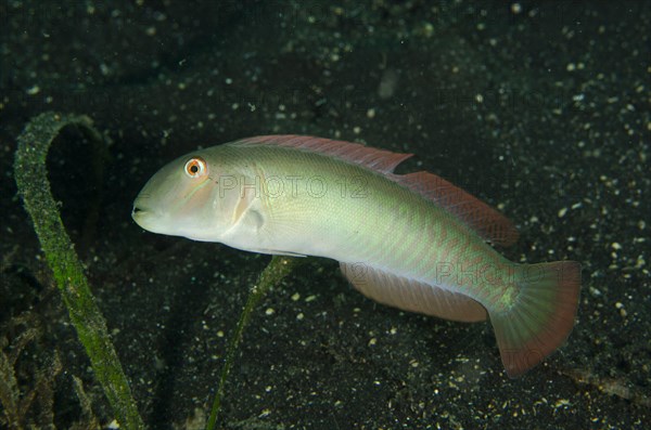 Razor Wrasse