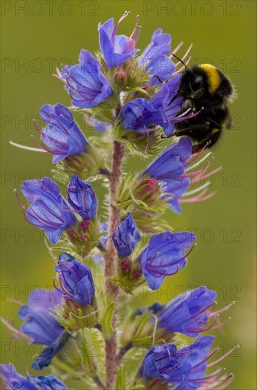 Viper's viper's bugloss