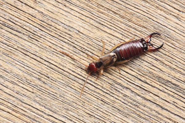 Common Earwig