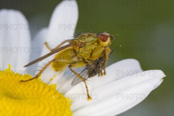 Yellow Dungfly