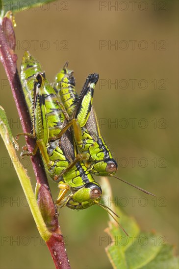 Alpine mountain grasshopper