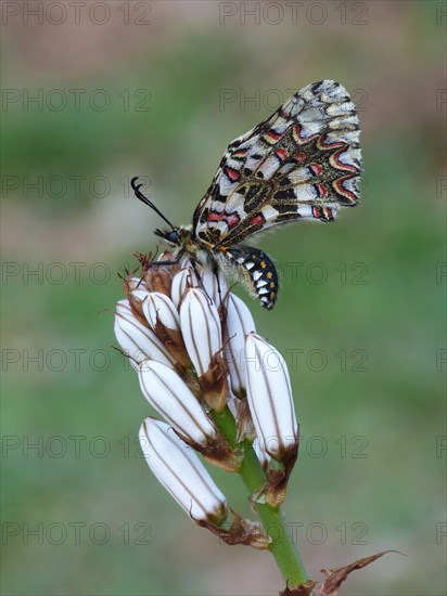 Spanish Festoon