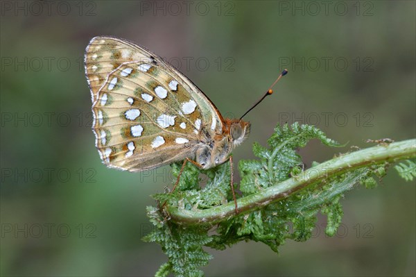 Dark Green Fritillary