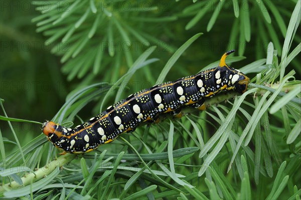 Spurge hawk-moth