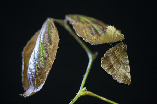 Early Thorn Moth