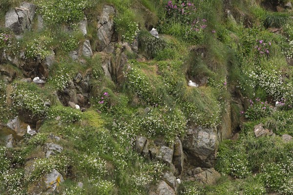 Northern Fulmar