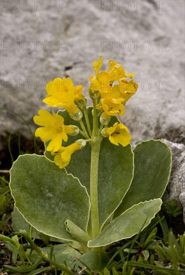 Auricula