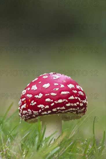 Fly Agaric