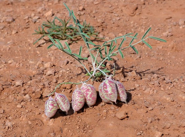 Painted milkvetch