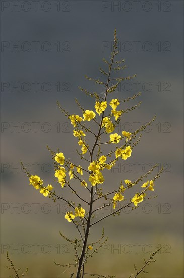 Mullein