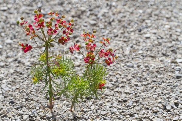 Cypress spurge