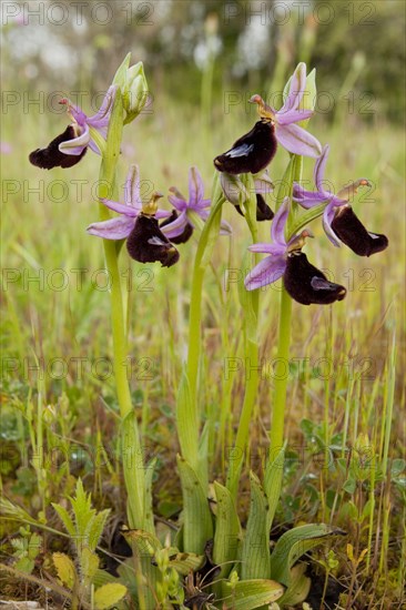 Flowering bertoloni's bee orchid