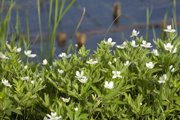 Bloodroot