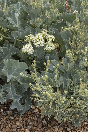 Sea cabbage with leaf