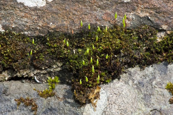 Large matted bryum capillary