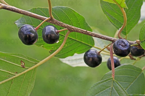 Alder buckthorn