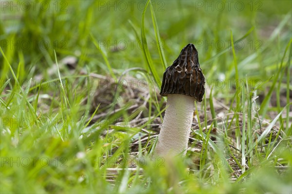 Half-free Morel