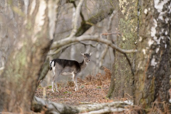 Fallow Deer