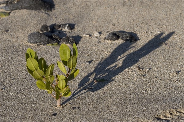 Young red mangrove growing on the beach