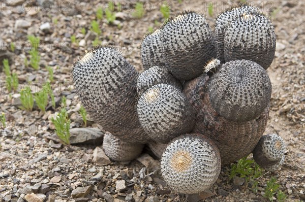 Copiapoa de Philippi