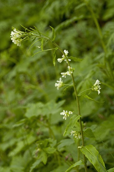 Tower Cress