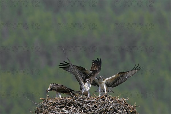 Western osprey