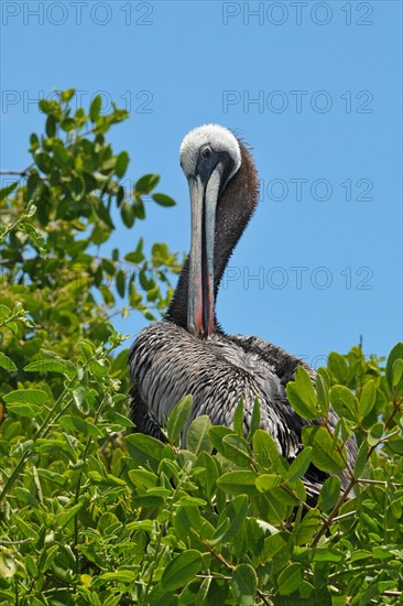 Brown pelican