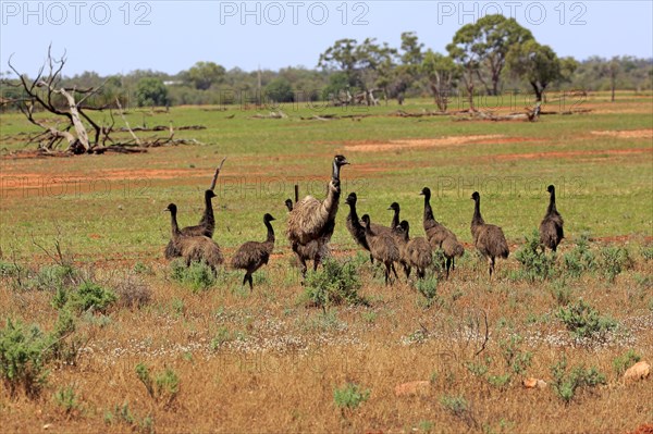 Emu