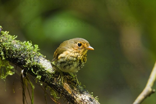 Ochre-breasted Antpitta