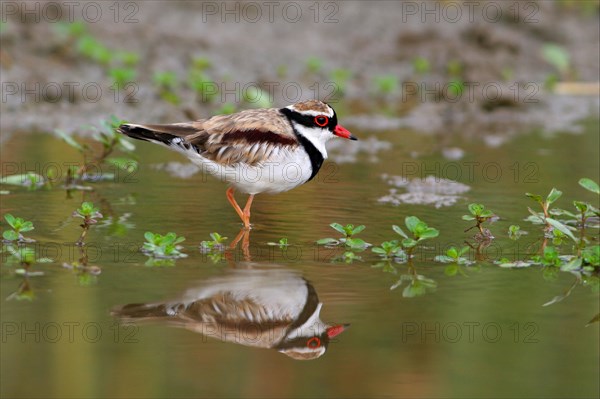 Adult black-fronted dotterel