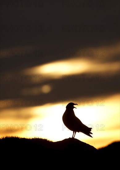 Great skuas