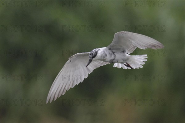 Whiskered tern