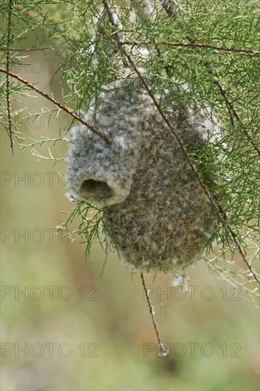 Penduline Tit