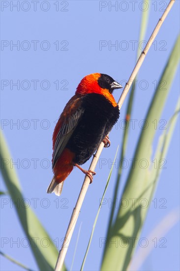 Southern Red Bishop Male in the Rietvei Nature Reserve near Pretoria